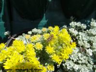 Imagine atasata: Glissando Garden Center - 2015.05.19 - 05.jpg